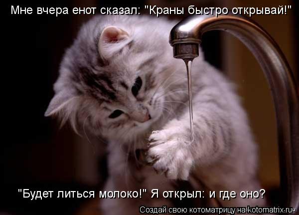 Котоматрица: Мне вчера енот сказал: "Краны быстро открывай!" "Будет литься молоко!" Я открыл: и где оно?