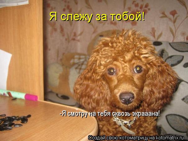 Котоматрица: Я слежу за тобой! -Я смотру на тебя сквозь экрааана!