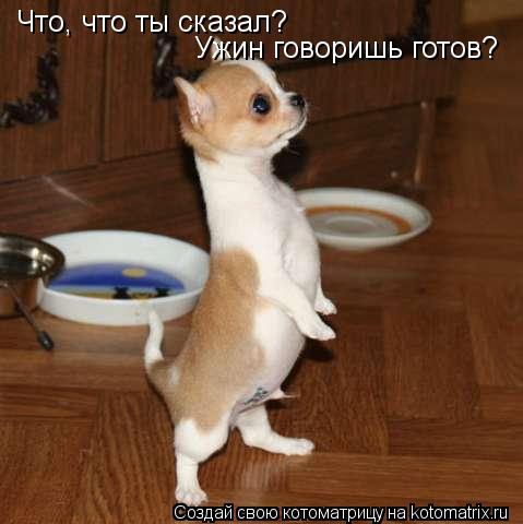 Котоматрица: Что, что ты сказал?  Ужин говоришь готов?