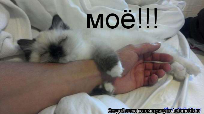 Котоматрица: моё!!!