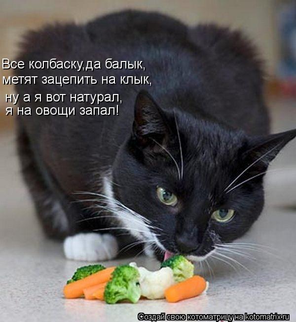 Котоматрица: ну а я вот натурал, я на овощи запал! Все колбаску,да балык,  метят зацепить на клык,
