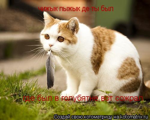 Котоматрица: где был в голубятне вот сожрал  чижык пыжык де ты был