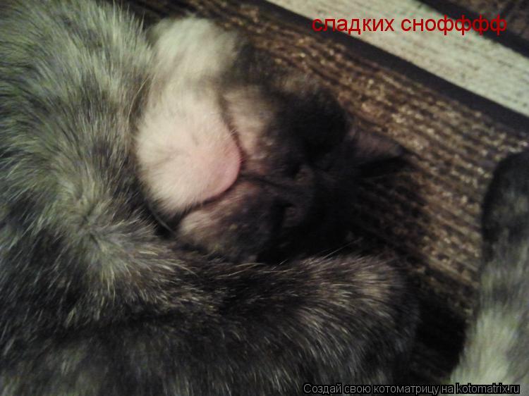 Котоматрица: сладких снофффф