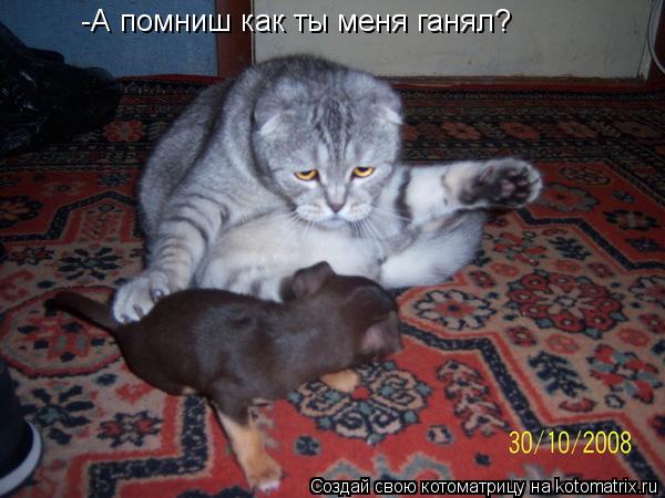 Котоматрица: -А помниш как ты меня ганял?
