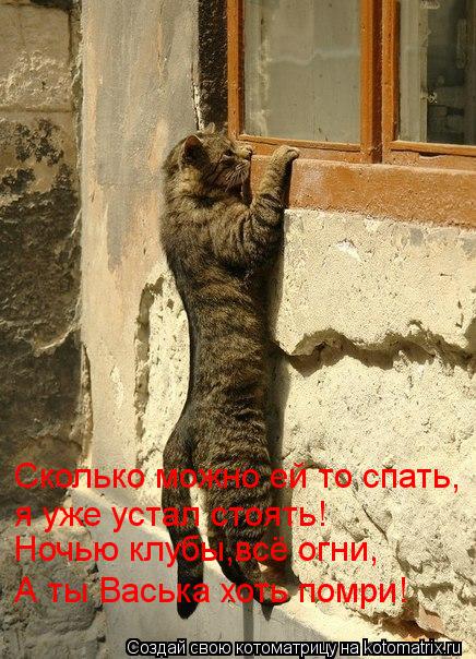 Котоматрица: Сколько можно ей то спать, я уже устал стоять! Ночью клубы,всё огни, А ты Васька хоть помри!