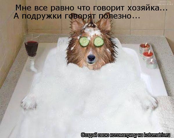 Котоматрица: Мне все равно что говорит хозяйка... А подружки говорят полезно ...