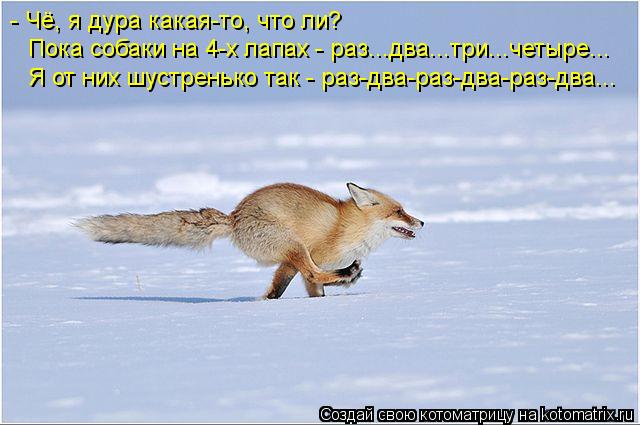 Котоматрица: - Чё, я дура какая-то, что ли? Пока собаки на 4-х лапах - раз...два...три...четыре... Я от них шустренько так - раз-два-раз-два-раз-два...