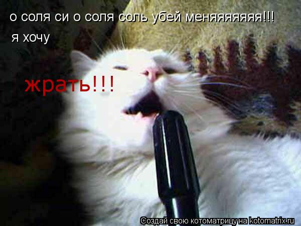 Котоматрица: о соля си о соля соль убей меняяяяяяя!!! я хочу жрать!!!