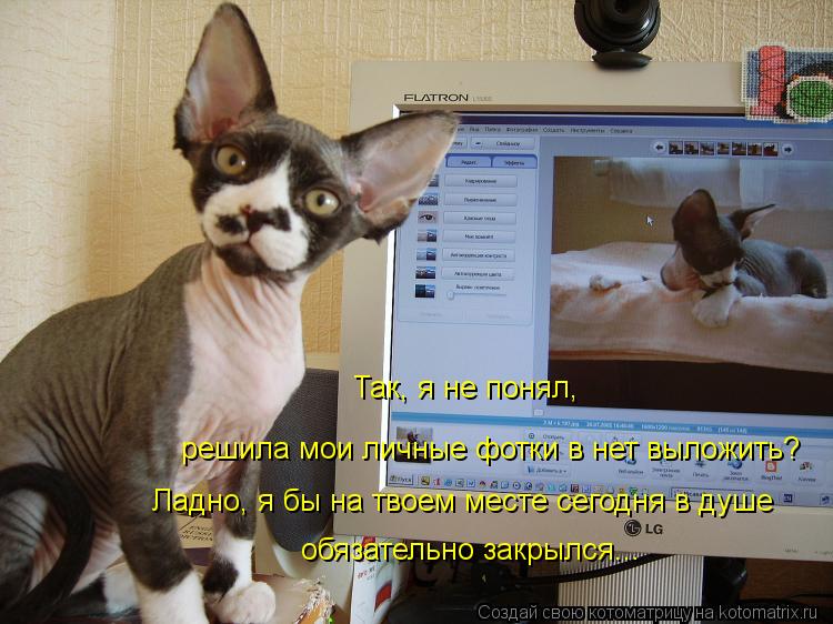 Котоматрица: Так, я не понял, решила мои личные фотки в нет выложить? Ладно, я бы на твоем месте сегодня в душе обязательно закрылся...