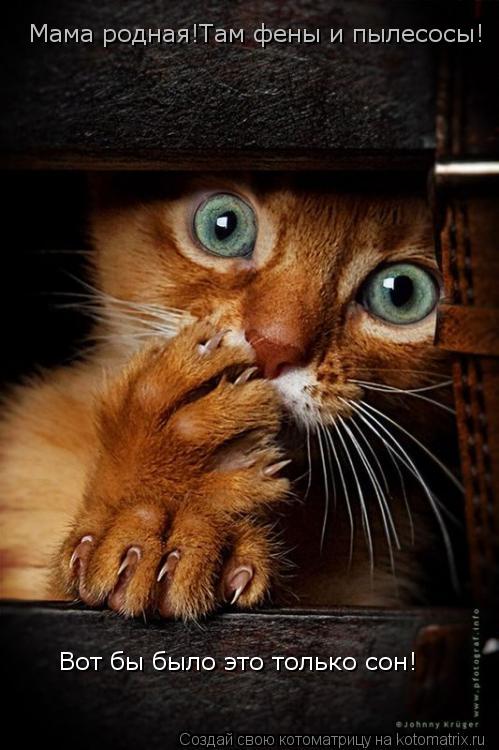 Котоматрица: Мама родная!Там фены и пылесосы! Вот бы было это только сон!