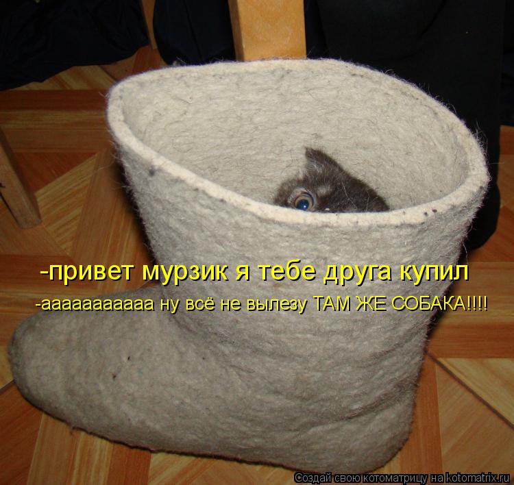 Котоматрица: -привет мурзик я тебе друга купил -ааааааааааа ну всё не вылезу ТАМ ЖЕ СОБАКА!!!!