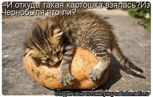Котоматрица: --И откуда такая картошка взялась?Из Чернобыля,что ли?