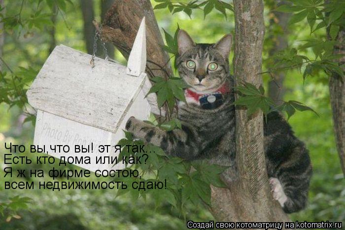 Котоматрица: Что вы,что вы! эт я так... Есть кто дома или как? Я ж на фирме состою, всем недвижимость сдаю!