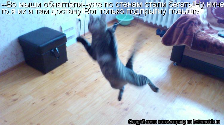 Котоматрица: --Во мыши обнаглели--уже по стенам стали бегать!Ну ниче- го,я их и там достану!Вот только подпрыгну повыше...