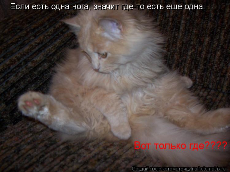Котоматрица: Если есть одна нога, значит где-то есть еще одна Вот только где????