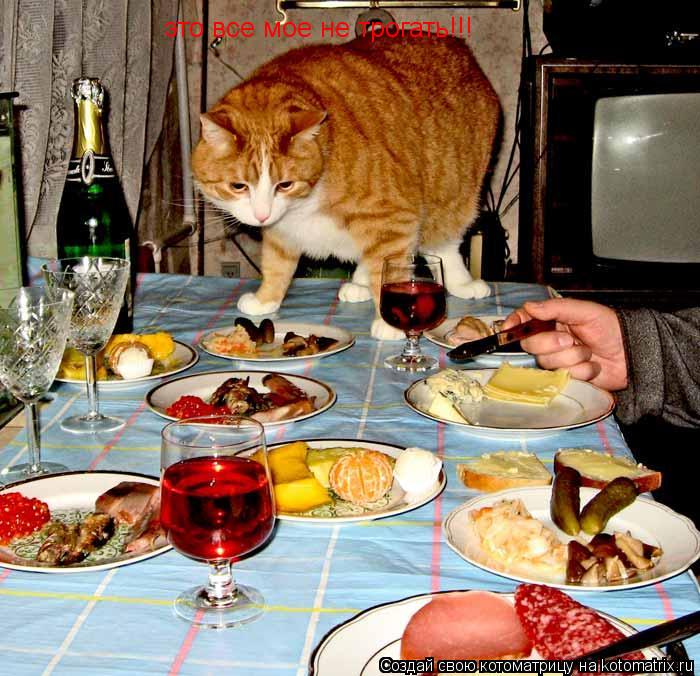 Котоматрица: это все мое не трогать!!!