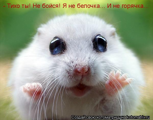 - Тихо ты! Не бойся! Я не белочка... И не горячка...... Котоматрица: - Тихо ты! Не бойся! Я не белочка... И не горячка...