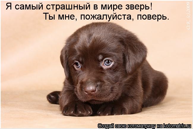 Котоматрица: Я самый страшный в мире зверь! Ты мне, пожалуйста, поверь…