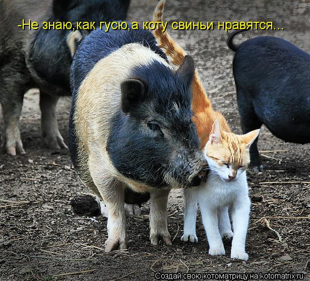 Котоматрица: -Не знаю,как гусю,а коту свиньи нравятся...
