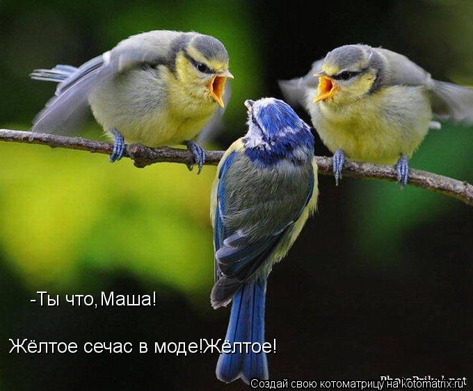 Котоматрица: -Ты что,Маша! Жёлтое сечас в моде!Жёлтое!
