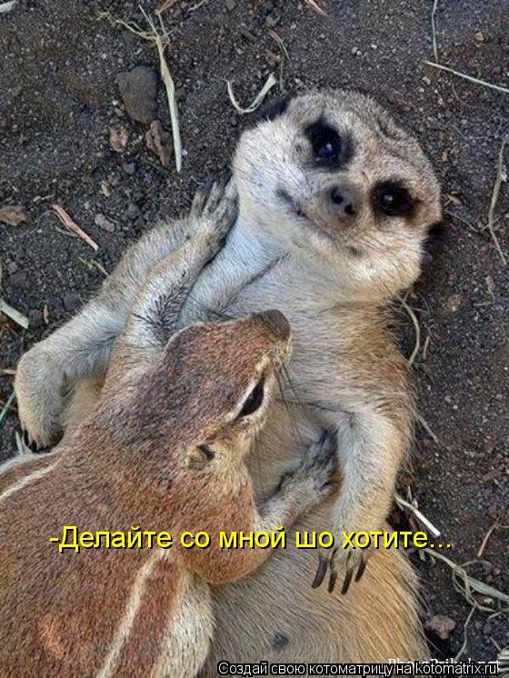 Котоматрица: -Делайте со мной шо хотите...