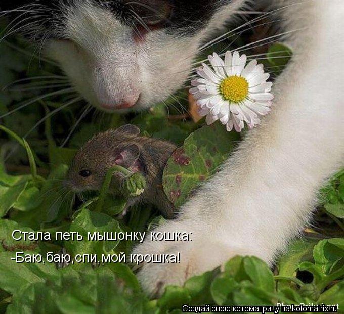 Котоматрица: Стала петь мышонку кошка: -Баю,баю,спи,мой крошка!