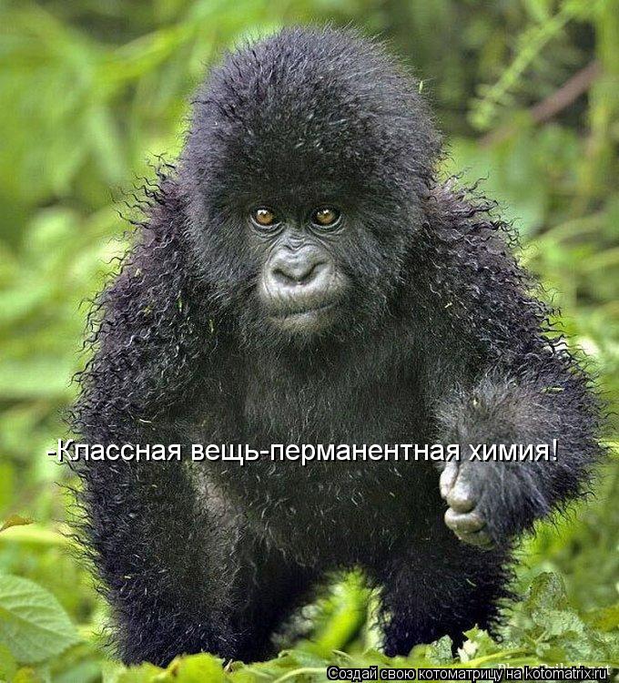 -Классная вещь-перманентная химия!... Котоматрица: -Классная вещь-перманентная химия!