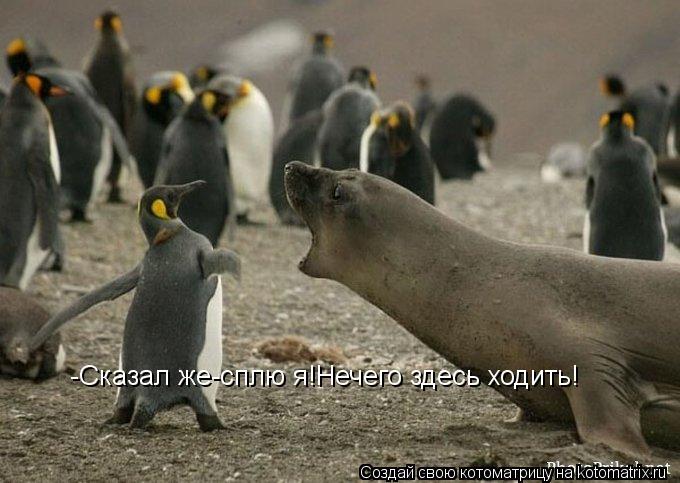 -Сказал же-сплю я!Нечего здесь ходить!... Котоматрица: -Сказал же-сплю я!Нечего здесь ходить!
