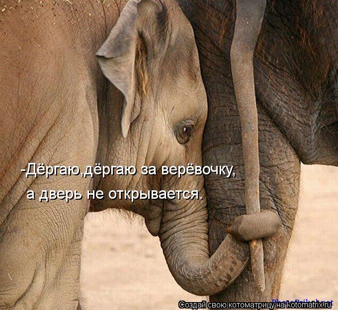 -Дёргаю,дёргаю за верёвочку, а дверь не открывается.... Котоматрица: -Дёргаю,дёргаю за верёвочку, а дверь не открывается.