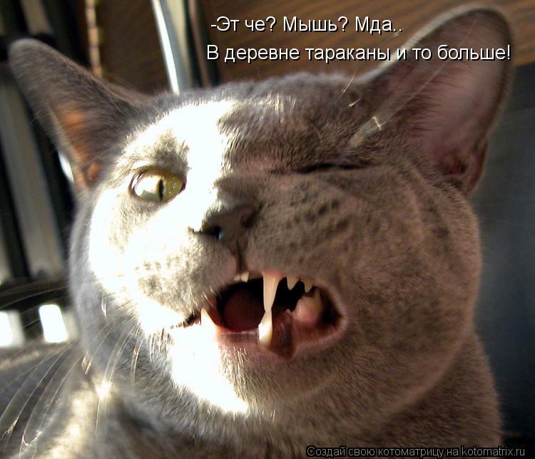 -Эт че? Мышь? Мда.. В деревне тараканы и то больше!... Котоматрица: -Эт че? Мышь? Мда.. В деревне тараканы и то больше!