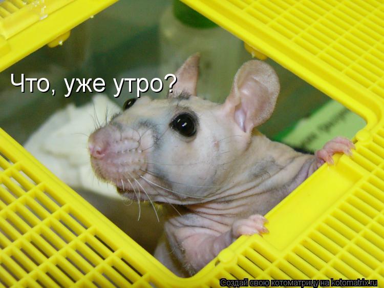 Что, уже утро?... Котоматрица: Что, уже утро?