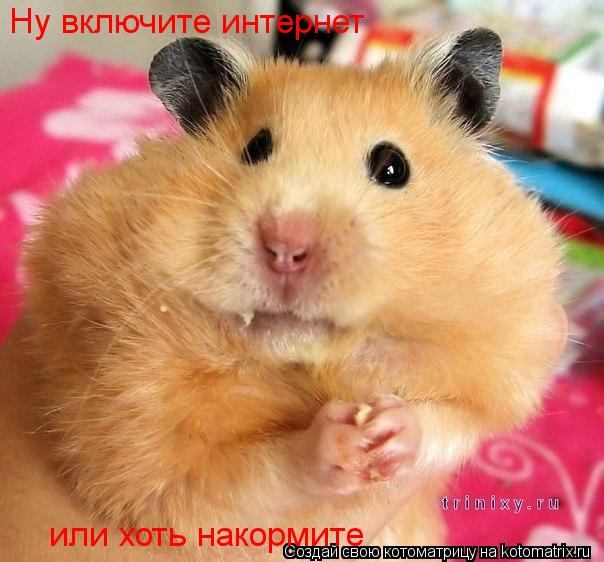 Ну включите интернет или хоть накормите... Котоматрица: Ну включите интернет или хоть накормите