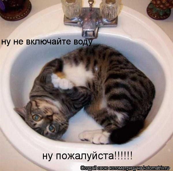 ну не включайте воду ну пожалуйста!!!!!!... Котоматрица: ну не включайте воду ну пожалуйста!!!!!!