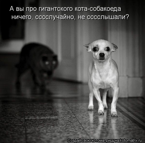 А вы про гигантского кота-собакоеда ничего, сссслучайно, не сссслышали?... Котоматрица: А вы про гигантского кота-собакоеда ничего, сссслучайно, не сссслышали?