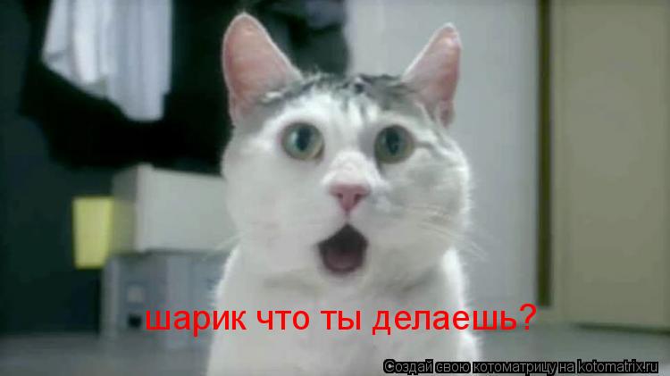 шарик что ты делаешь?... Котоматрица: шарик что ты делаешь?