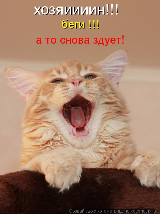 хозяиииин!!! беги !!! а то снова здует!... Котоматрица: хозяиииин!!! беги !!! а то снова здует!