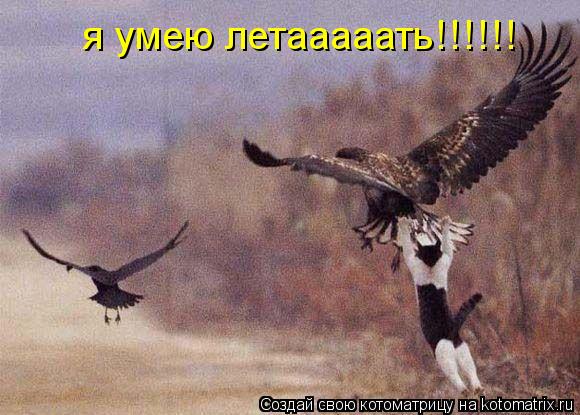 я умею летааааать!!!!!!... Котоматрица: я умею летааааать!!!!!!