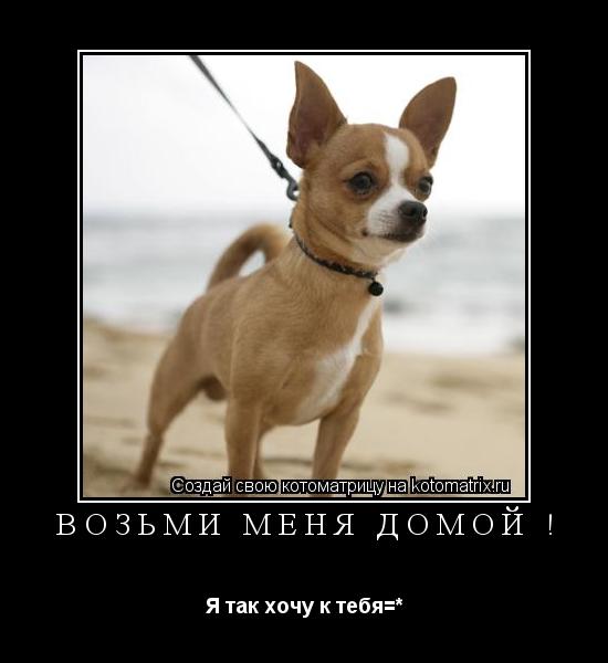 Котоматрица: Возьми меня домой ! Я так хочу к тебя=*