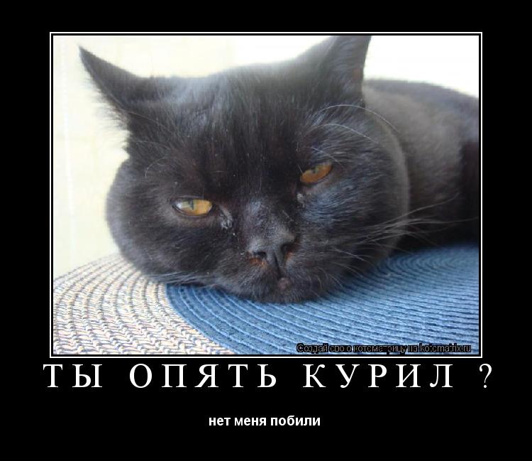 Котоматрица: ты опять курил ? нет меня побили 