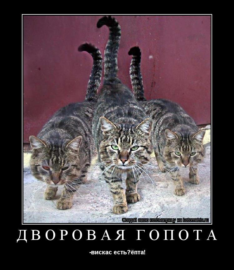 Котоматрица: дворовая гопота -вискас есть?ёпта!
