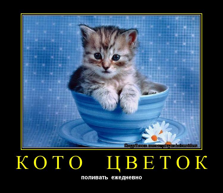 Котоматрица: кото  цветок поливать  ежедневно