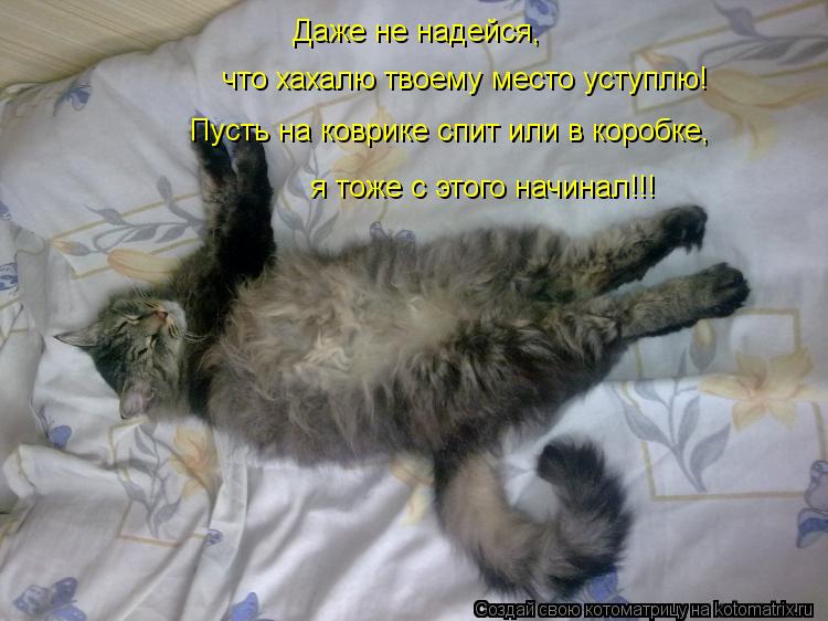 Даже не надейся, что хахалю твоему место уступлю! Пусть на коврике спит или в коробке, я тоже с этого... Котоматрица: Даже не надейся, что хахалю твоему место уступлю! Пусть на коврике спит или в коробке, я тоже с этого начинал!!!