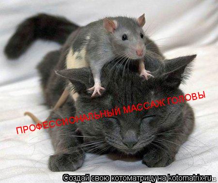 ПРОФЕССИОНАЛЬНЫЙ МАССАЖ ГОЛОВЫ... Котоматрица: ПРОФЕССИОНАЛЬНЫЙ МАССАЖ ГОЛОВЫ