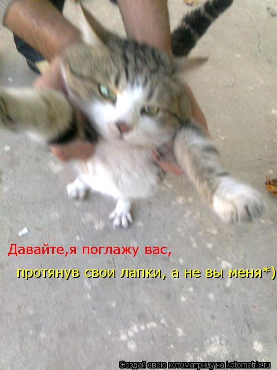 Давайте,я поглажу вас, протянув свои лапки, а не вы меня*)... Котоматрица: Давайте,я поглажу вас, протянув свои лапки, а не вы меня*)