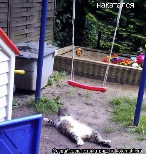 накатался... Котоматрица: накатался