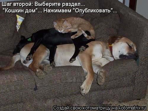Котоматрица: Шаг второй: Выберите раздел...  "Кошкин дом"... Нажимаем "Опубликовать"...