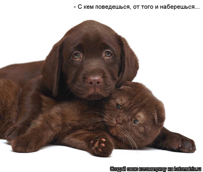 - С кем поведешься, от того и наберешься...... Котоматрица: - С кем поведешься, от того и наберешься...