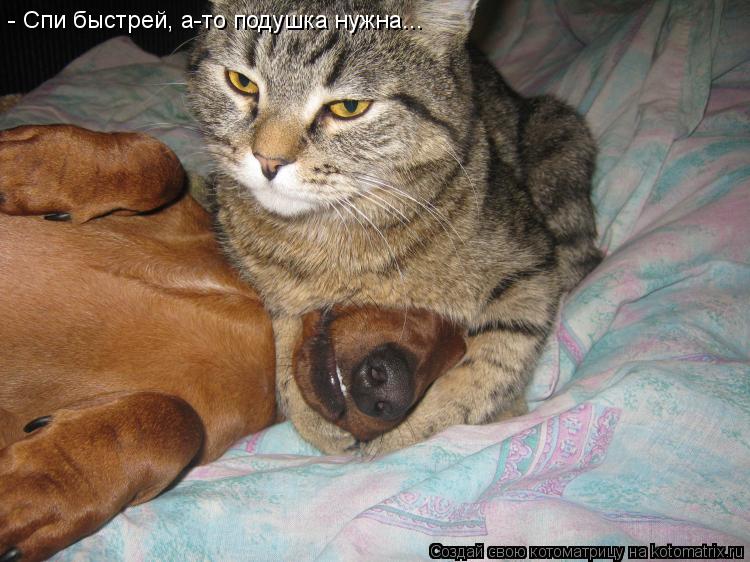 Котоматрица: - Спи быстрей, а-то подушка нужна...