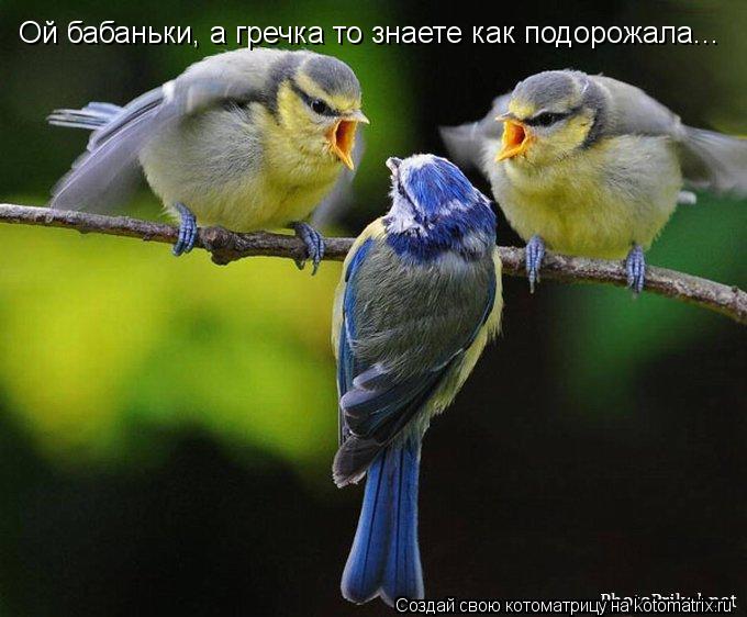 Ой бабаньки, а гречка то знаете как подорожала...... Котоматрица: Ой бабаньки, а гречка то знаете как подорожала...
