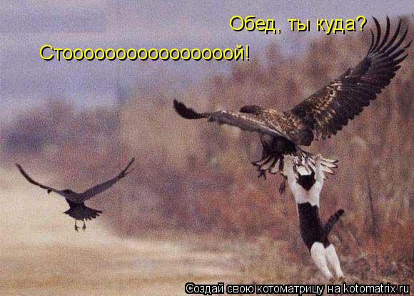 Обед, ты куда? Стоооооооооооооооой!... Котоматрица: Обед, ты куда? Стоооооооооооооооой!